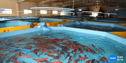 海南全省產業(yè)園區(qū)國慶期間搶抓生產建設忙鳳凰網海南 鳳凰網