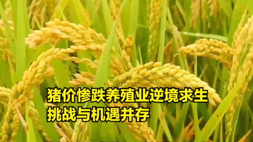 豬價震蕩下行，養(yǎng)殖業(yè)如何破局？——探析“糧食-飼料-養(yǎng)殖”產業(yè)鏈的挑戰(zhàn)與機遇