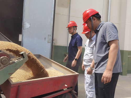 農發(fā)行東營市分行 執(zhí)政策性金融之筆，繪就鹽堿地糧豐民安新藍圖